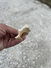 Sinistrofulgur pulleyi