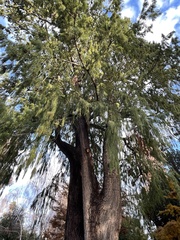 Taxodium mucronatum