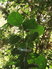 Magnolia yarumalensis