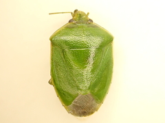 Glaucias amyoti