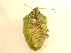 Glaucias amyoti