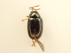 Eucolaspis