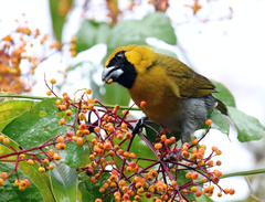 Caryothraustes poliogaster