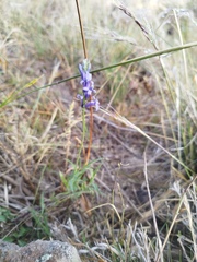 Lobelia fenestralis
