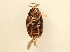 Eucolaspis