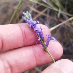 Lobelia fenestralis