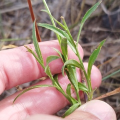 Lobelia fenestralis