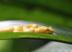 Bothriechis schlegelii