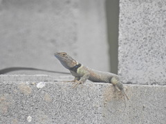 Sceloporus cyanogenys