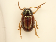 Eucolaspis