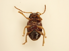 Eucolaspis