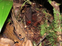 Andinobates cassidyhornae
