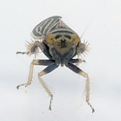 Amblysellus curtisii