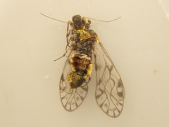 Haplophallus maculatus