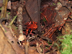 Andinobates cassidyhornae
