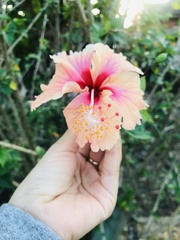 Hibiscus