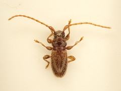 Microlamia pygmaea