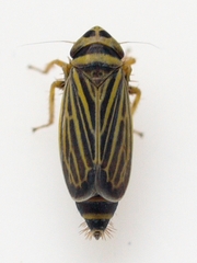 Amblysellus curtisii