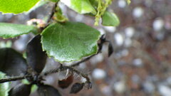 Arctostaphylos sensitiva