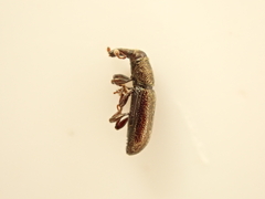 Sericotrogus subaenescens