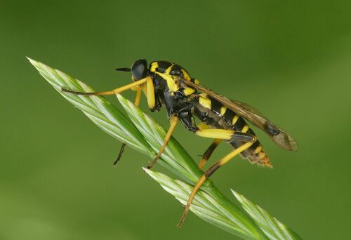 Xylomya maculata