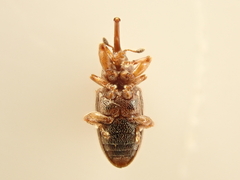 Aneuma fulvipes