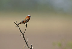 Sporophila cinnamomea