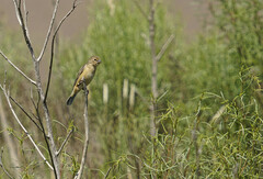 Sporophila cinnamomea