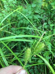Carex lurida