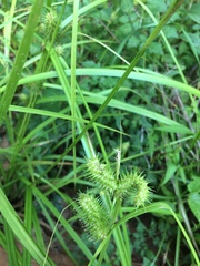 Carex lurida
