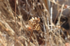 Gilia capitata pacifica