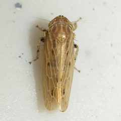 Deltocephalini