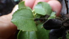 Arctostaphylos sensitiva
