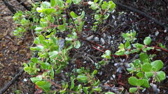 Arctostaphylos sensitiva