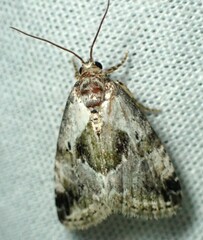 Maliattha synochitis