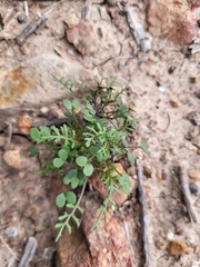 Carrichtera annua