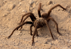 Aphonopelma eutylenum