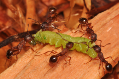Myrmica americana