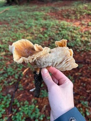 Leucopaxillus gentianeus