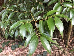 Cinnamomum insularimontanum