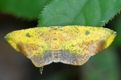Omiza pachiaria