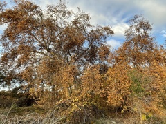 Platanus racemosa