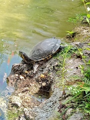Trachemys venusta iversoni