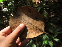 Magnolia yarumalensis