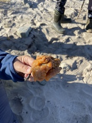 Aplidium stellatum