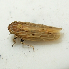 Deltocephalini