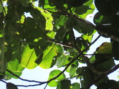 Magnolia yarumalensis