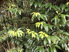 Cinnamomum insularimontanum