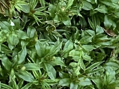 Plagiomnium cuspidatum