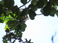 Magnolia yarumalensis